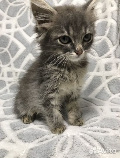 Котик в добрые руки