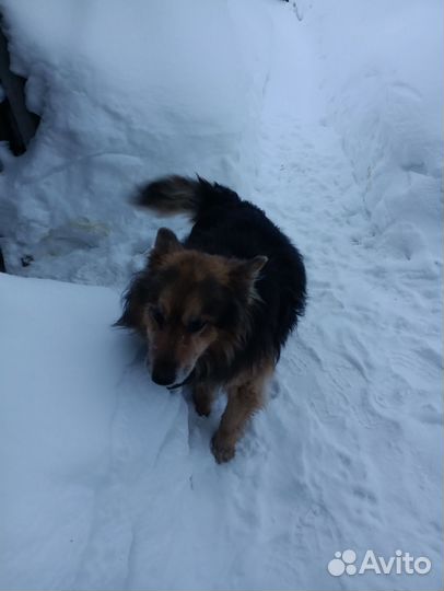 Найден пёс, чей потеряшка