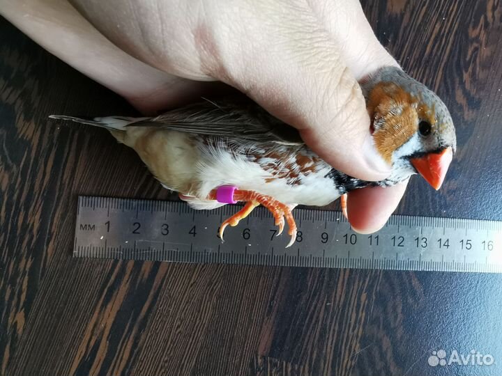 Зебровая амадина крупная