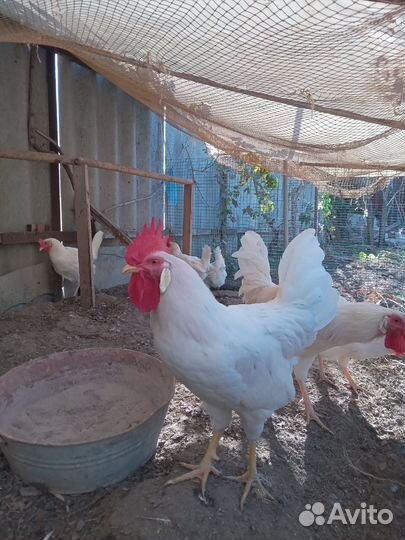 Петухи и курочки