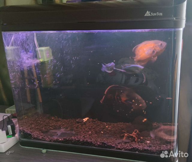 Аквариум с рыбками