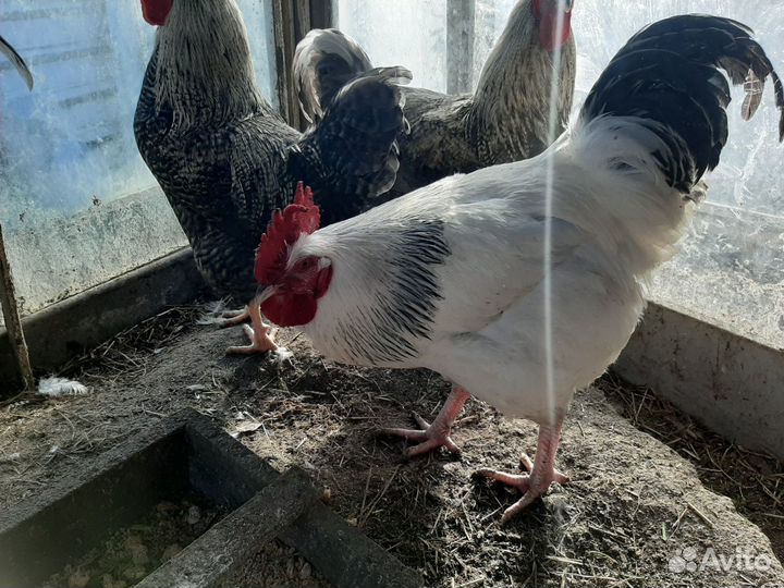 Петухи производители и курочки несушки