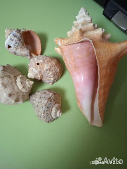 Ракушки для аквариума Б\У