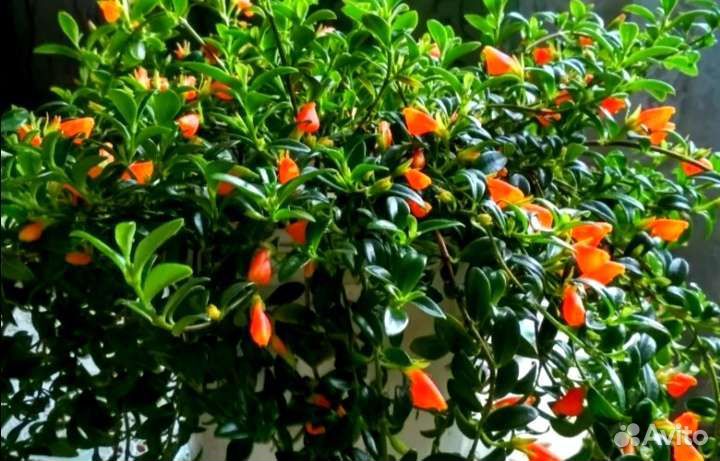 Нематантус Ветстайна