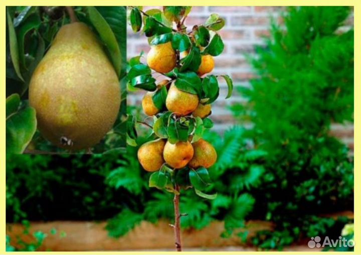 Груша, яблоня, слива колоновидные