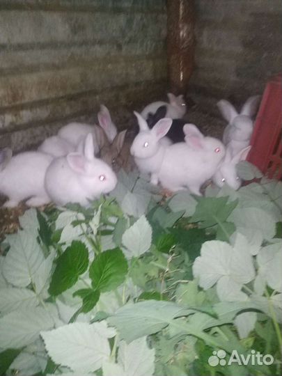 Крольчата