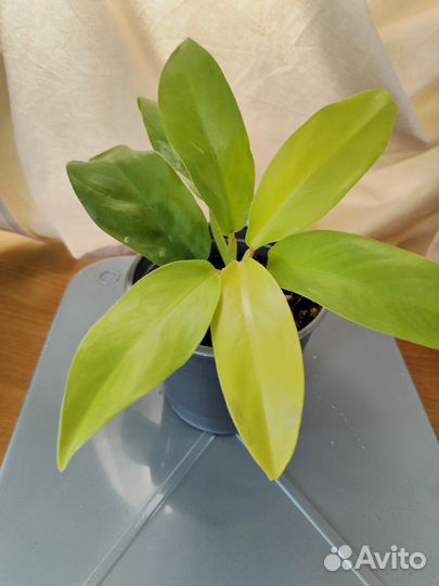 Комнатные домашние растения