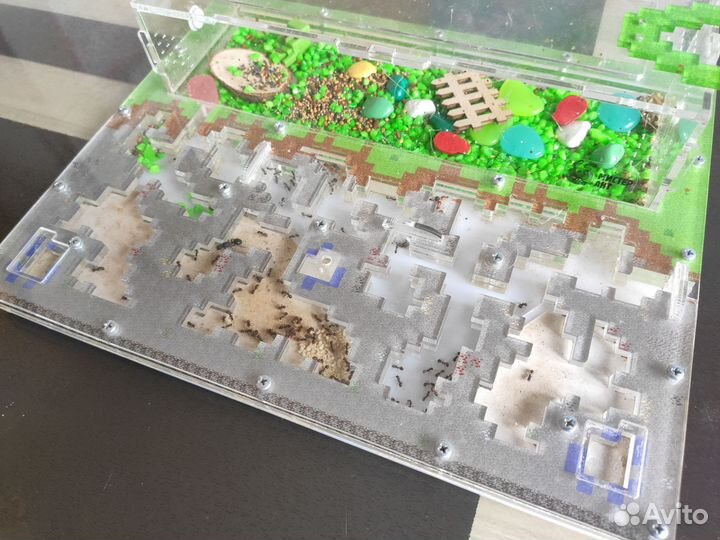 Живая муравьиная ферма с 100 муравьями