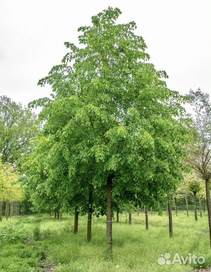 Липа мелколиственная