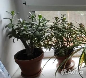 Денежное дерево (толстянка)