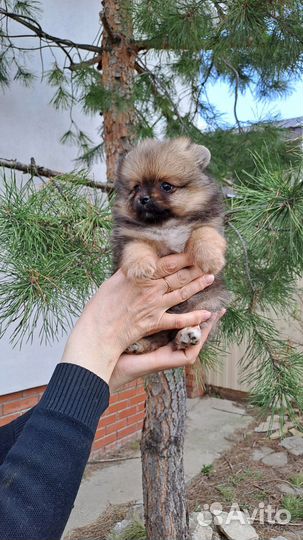 Померанский шпиц девочка