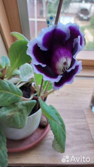 Цветок бромелия; спатифиллум (женское счастье)