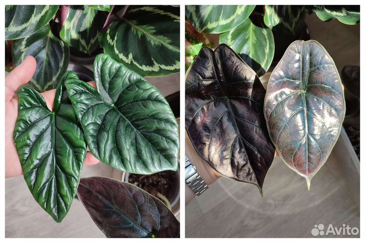 Детки алоказии Синуата и Азлани