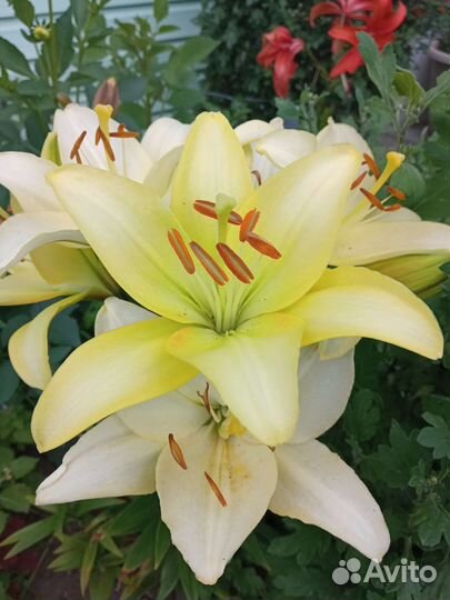 Лилии луковицы