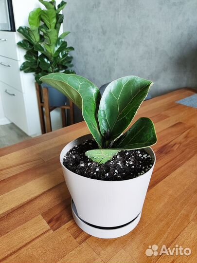 Фикус Лирата Бамбино/ Фикус Лировидный