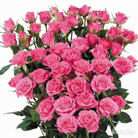 Роза Кустовая Ярко-Розовая (50 см.)