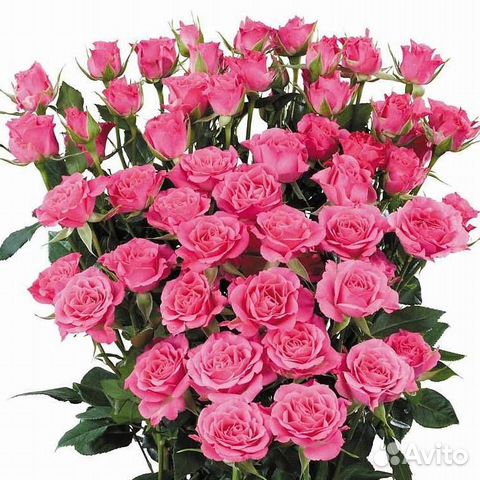 Роза Кустовая Ярко-Розовая (50 см.)