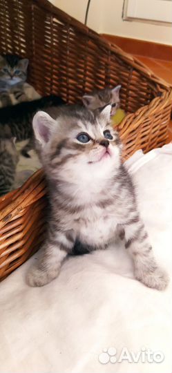 Кошки породистые
