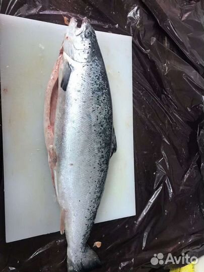 Лосось охлажденный