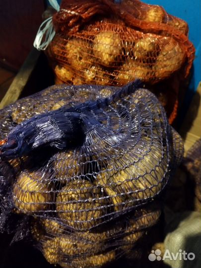 Картофель крупный