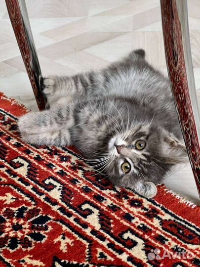 Котята. Девочка Ляля. мальчик метис.В добрые руки