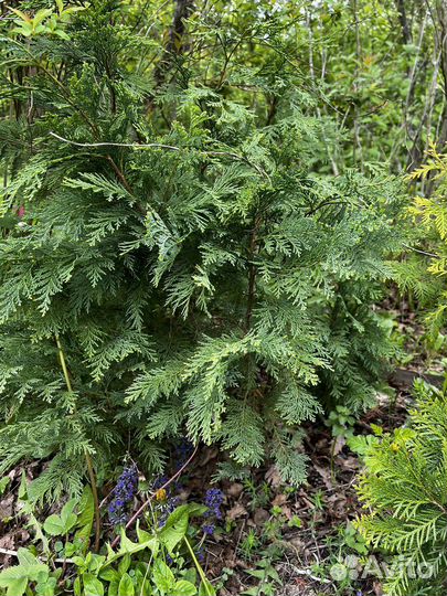 Кипарисовик