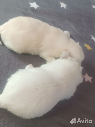 Щенки померанского шпица