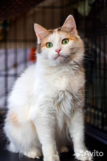 Трехцветная кошка Глафира белая