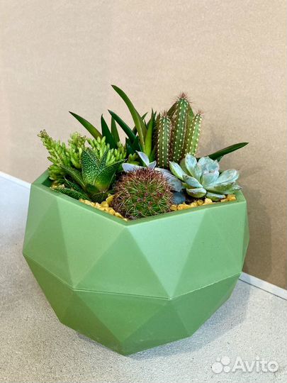 Флорариум с живыми цветками