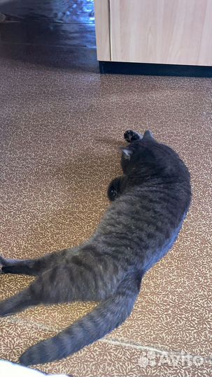 Кот шотландец вязка