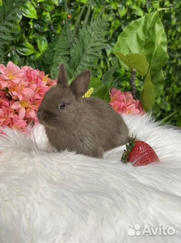 Кролик миниатюрный