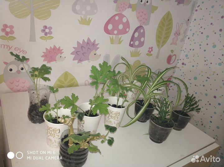 Пеларгония душистая, хлорофитум хохлатый, хатиора