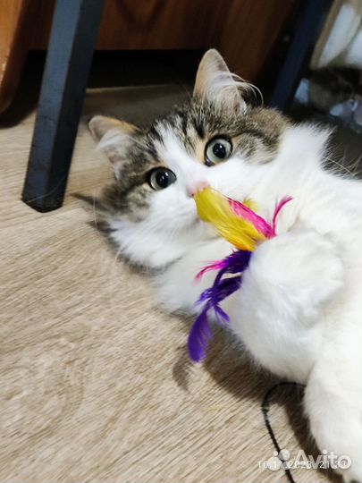 Кошка в добрые руки