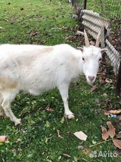 Коза дойная молочная