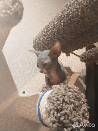 Канадский Сфинкс котенок