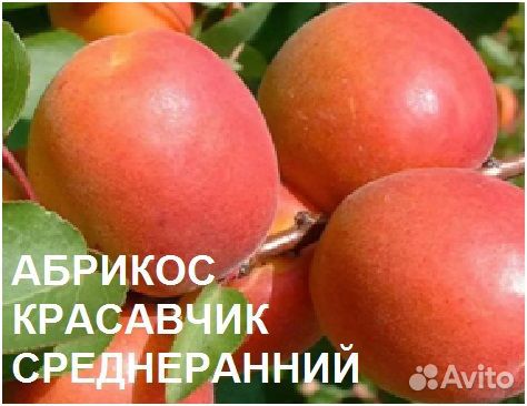 Саженцы абрикоса