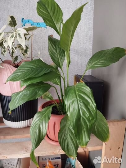 Фикус бенджамина + 2 женских счастья