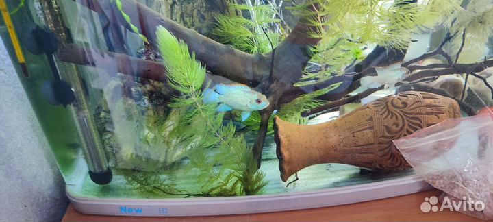 Наннакара Неоновая Электрик блю