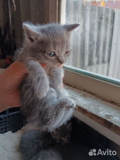 Котик в добрые руки