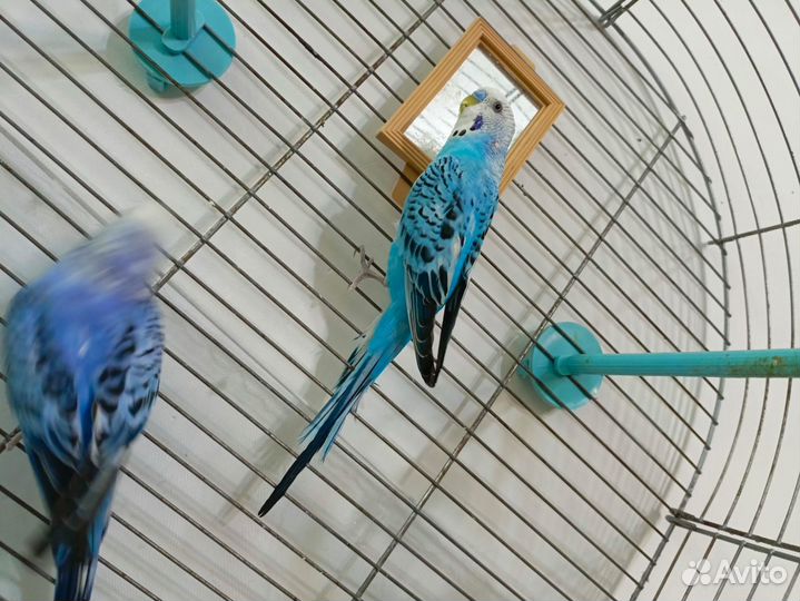 Волнистые попугаи