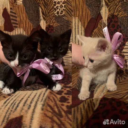 Котята в добрые руки бесплатно