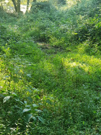 Участок 4,7 сот. (СНТ, ДНП)