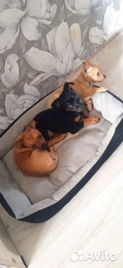 Собаки русский той терьер