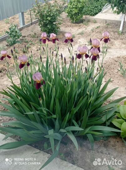 Ирис королевский