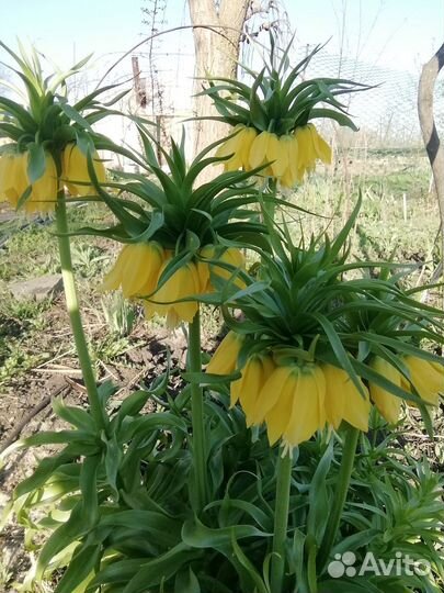 Луковичные для сада