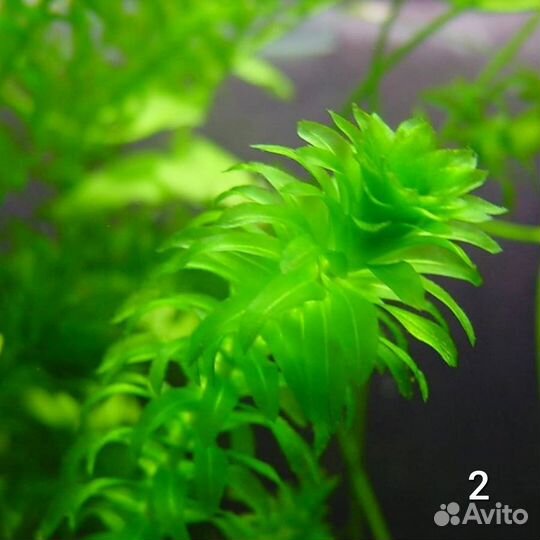 Аквариумные растения бесплатно