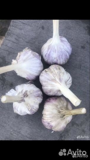 Чеснок помидор