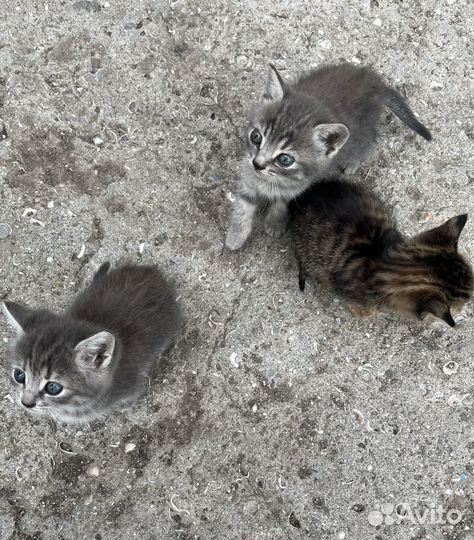 Котята в добрые руки