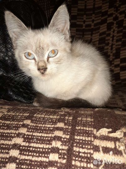 Кошка в дар бесплатно