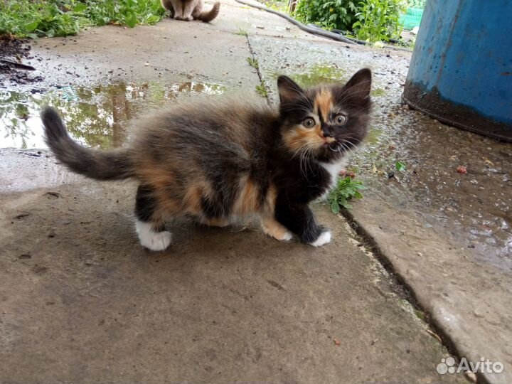 Котята в добрые руки бесплатно